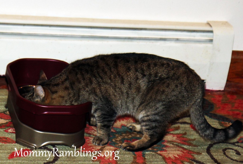 neaterfeeder