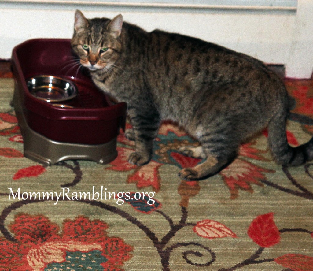 neaterfeeder1