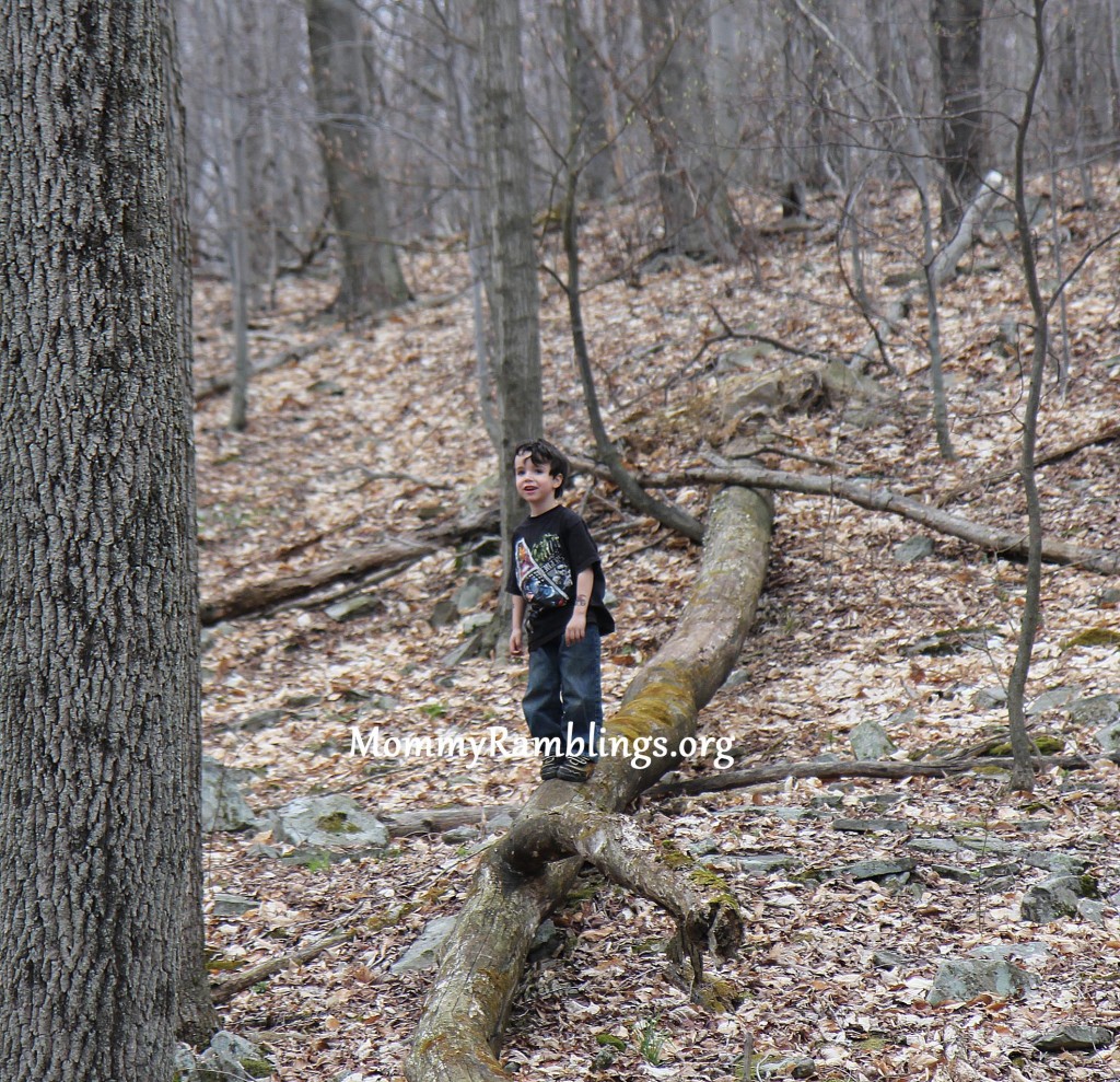 woods
