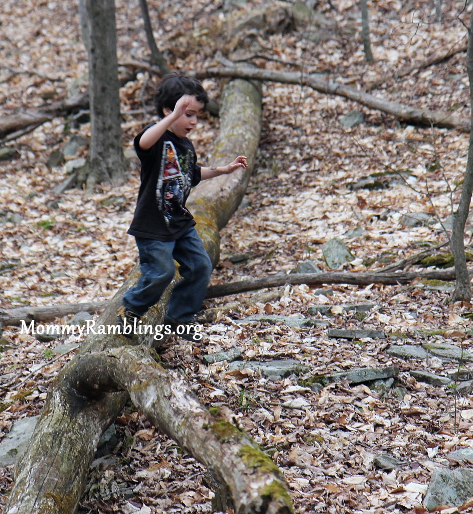 woods1