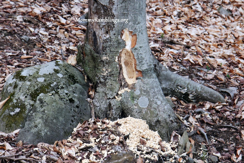 The woodpeckers are back in full force and it sounds like a housing development is going up.  We got to see some of their reno work up close and down low.