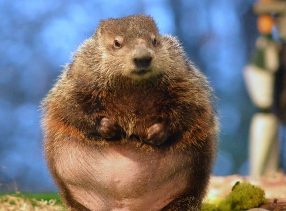 Staten Island Chuck or Punxsutawney Phil? Who Should I Believe? 