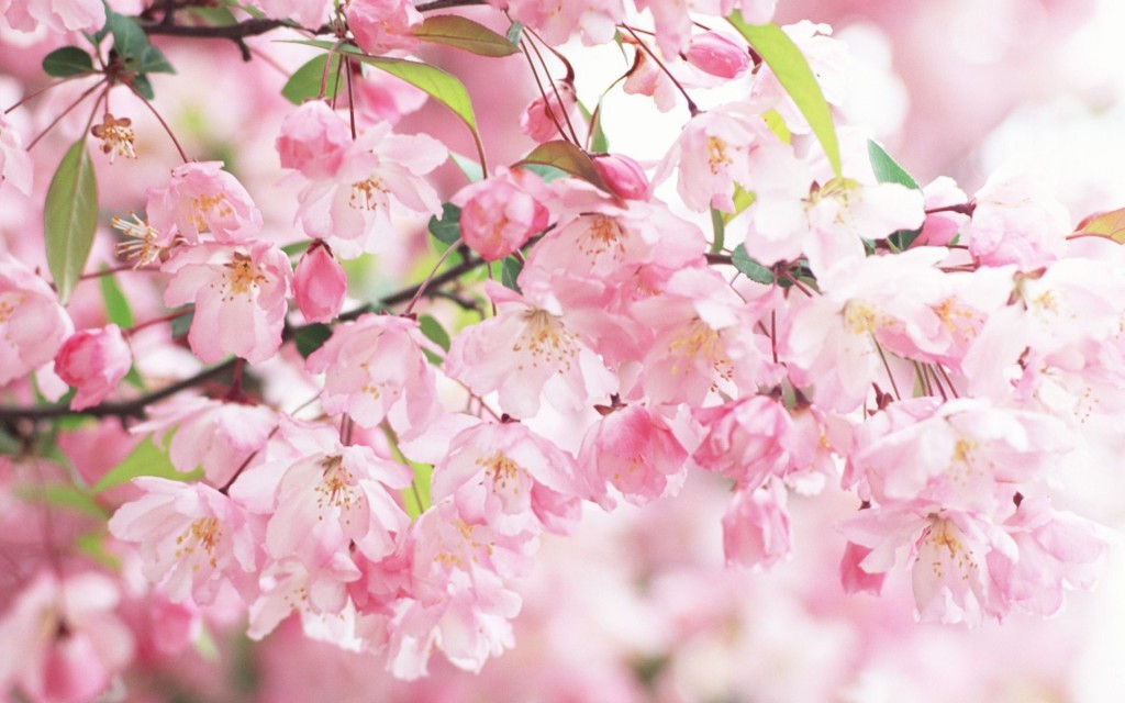 chinese new year cherry blossom background